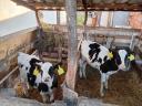 7 db választási Holstein-fríz üsző borjú eladó