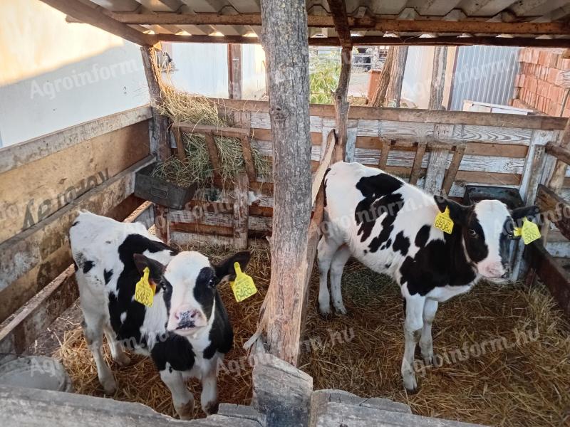 7 db választási Holstein-fríz üsző borjú eladó