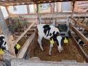 7 db választási Holstein-fríz üsző borjú eladó