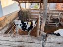 7 db választási Holstein-fríz üsző borjú eladó