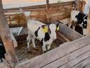 7 db választási Holstein-fríz üsző borjú eladó
