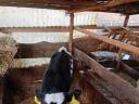 7 db választási Holstein-fríz üsző borjú eladó