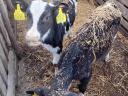7 db választási Holstein-fríz üsző borjú eladó