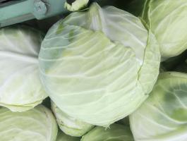 Fejes káposzta betarolva termelőtől – Strukta F1,  savanyításra kiváló