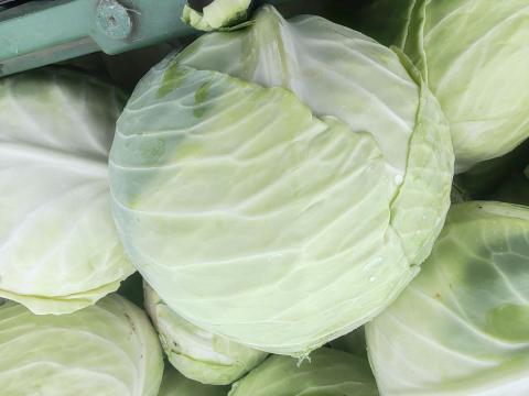 Fejes káposzta betarolva termelőtől – Strukta F1,  savanyításra kiváló