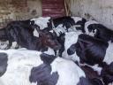 Eladó 15 db Holstein-fríz bika, 4-5 hetesek, rendezett papírokkal Mezőcsáton