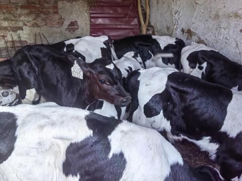 Eladó 15 db Holstein-fríz bika, 4-5 hetesek, rendezett papírokkal Mezőcsáton Eladó 15 db Holstein-fríz bika, 4-5 hetesek, rendezett papírokkal Mezőcsáton