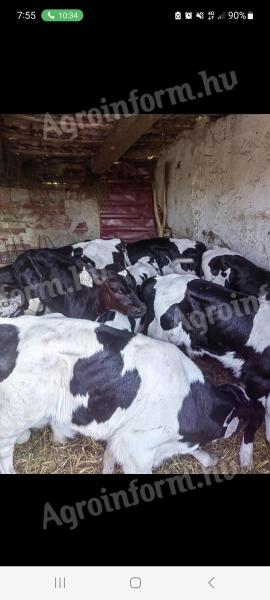 Eladó 15 db Holstein-fríz bika, 4-5 hetesek, rendezett papírokkal Mezőcsáton