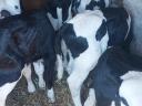 Eladó 15 db Holstein-fríz bika, 4-5 hetesek, rendezett papírokkal Mezőcsáton
