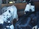 Eladó 15 db Holstein-fríz bika, 4-5 hetesek, rendezett papírokkal Mezőcsáton