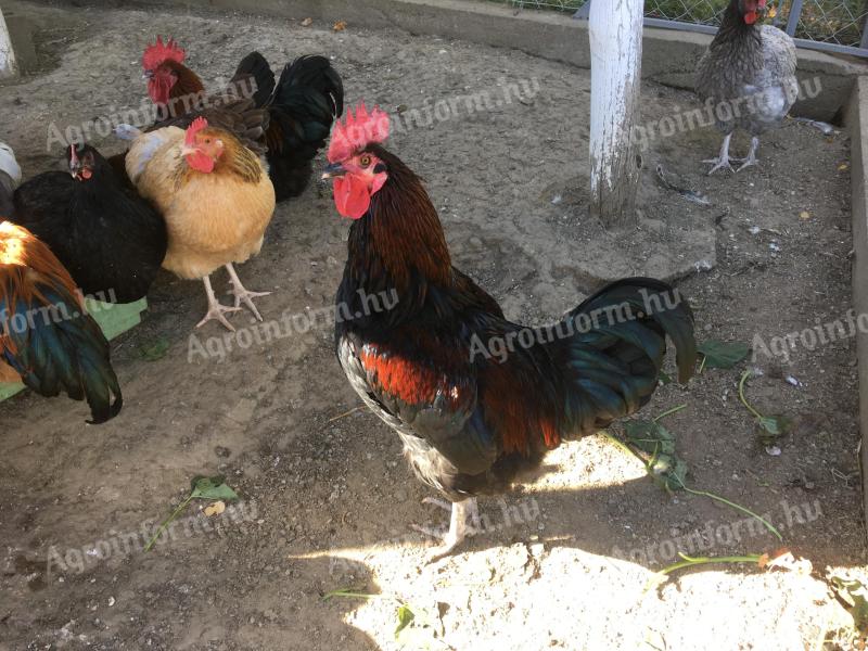 Kakasok eladók
