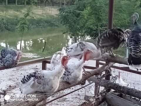 Pulyka és páva eladó Pulyka és páva eladó