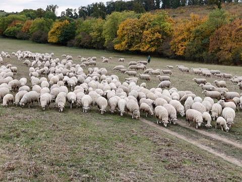 Vegyes korú,  ile de France jellegű,  regisztrált,  371 egyedből álló (360 nőivarú,  11 kos) juhnyáj eladó Vegyes korú,  ile de France jellegű,  regisztrált,  371 egyedből álló (360 nőivarú,  11 kos) juhnyáj eladó