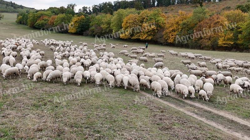 Vegyes korú,  ile de France jellegű,  regisztrált,  371 egyedből álló (360 nőivarú,  11 kos) juhnyáj eladó