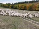 Vegyes korú,  ile de France jellegű,  regisztrált,  371 egyedből álló (360 nőivarú,  11 kos) juhnyáj eladó