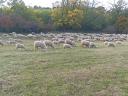 Vegyes korú,  ile de France jellegű,  regisztrált,  371 egyedből álló (360 nőivarú,  11 kos) juhnyáj eladó