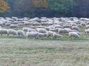 Vegyes korú,  ile de France jellegű,  regisztrált,  371 egyedből álló (360 nőivarú,  11 kos) juhnyáj eladó