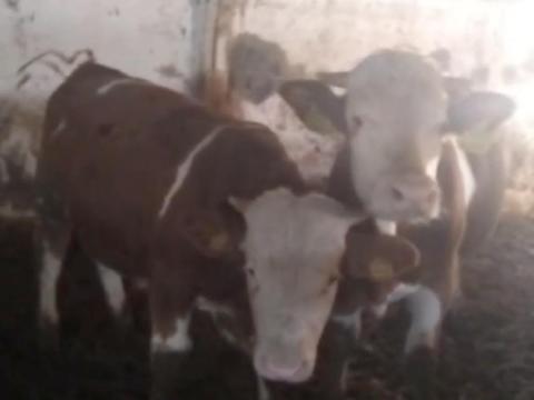 20 db magyar tarka bika és üsző borjú eladó 20 db magyar tarka bika és üsző borjú eladó