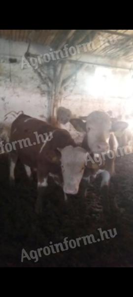 20 db magyar tarka bika és üsző borjú eladó