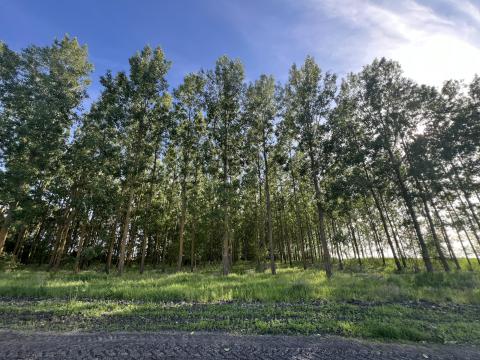 Sarkadon 3,73 ha vágás érett nyár és akácos eladó Sarkadon 3,73 ha vágás érett nyár és akácos eladó