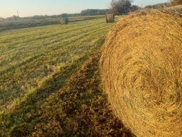 Széna, fűszéna, rétiszéna eladó