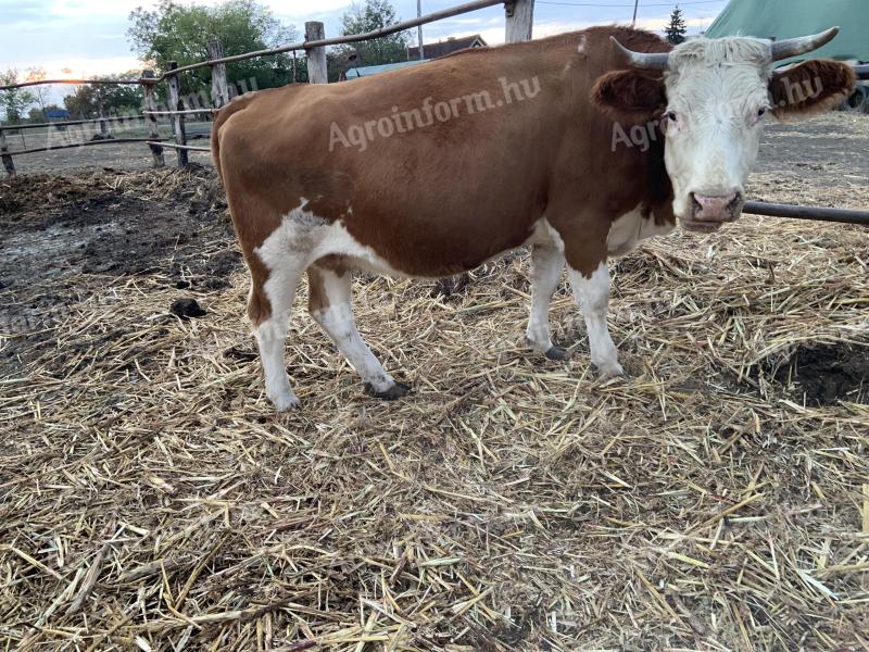 Húsmarha tehenek és üszők