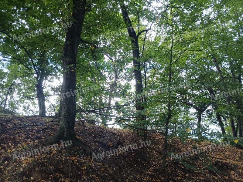 Kislőd külterületi erdőterületek eladók