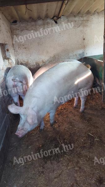 Hízó sertés eladó