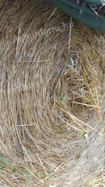 Búza szalma körbála eladó