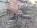 Duroc kan eladó