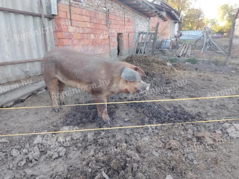 Duroc kan eladó