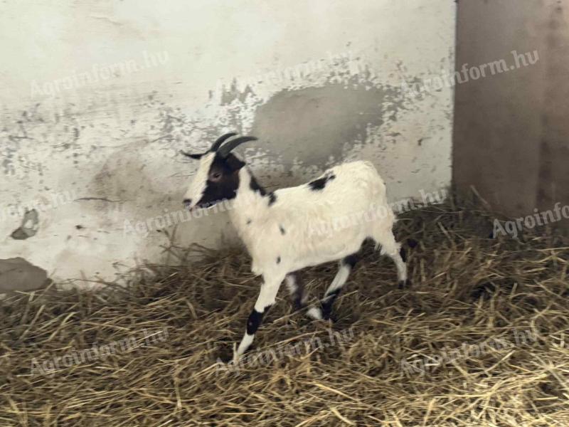 Alpesi bak és nőstény kecskék eladók