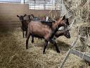 Alpesi bak és nőstény kecskék eladók