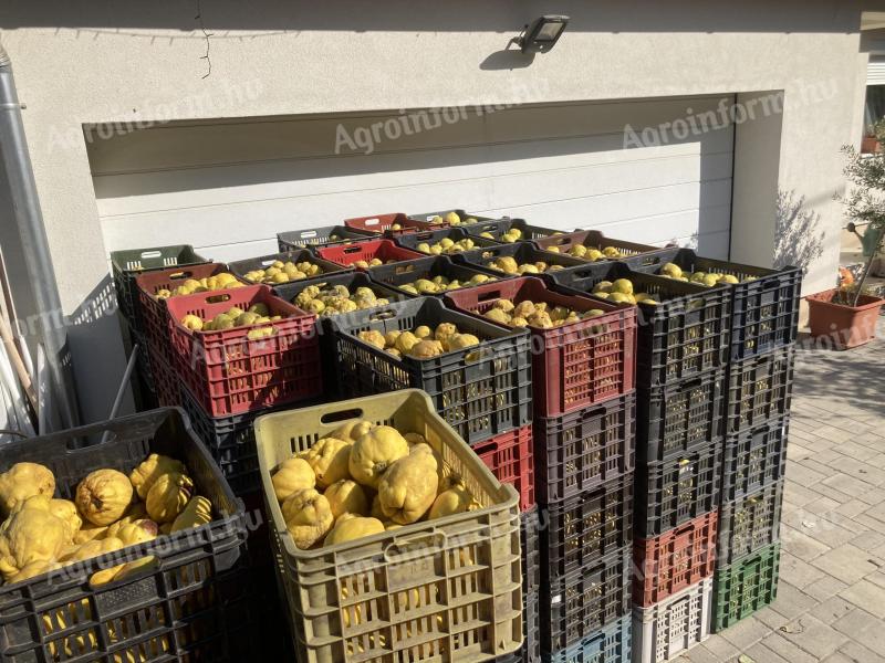 Birs eladó termelőtől Kecskeméten