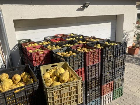 Birsalma eladó termelőtől Kecskeméten Birsalma eladó termelőtől Kecskeméten