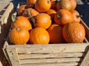 Halloween tök eladó Dunatetétlenről