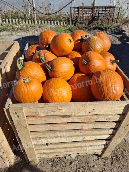 Halloween tök eladó Dunatetétlenről