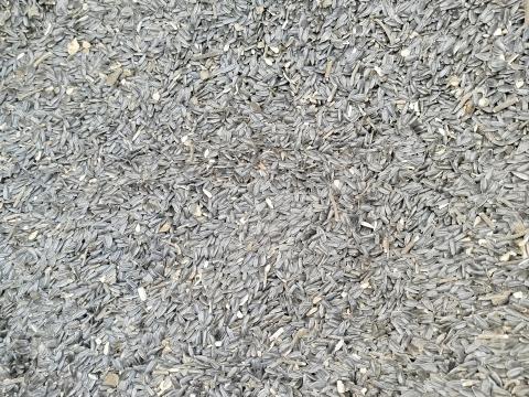 Eladó takarmány napraforgó Eladó takarmány napraforgó