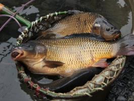 Nagy méretű ponty eladó – 6-8 kg-os halak