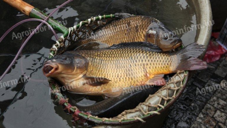 Nagy méretű ponty eladó – 6-8 kg-os halak