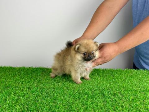 Törzskönyves Pomerániai törpespitz Pomi kiskutya Törzskönyves Pomerániai törpespitz Pomi kiskutya