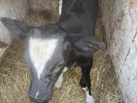 Holstein friz bika borjú Holstein friz bika borjú
