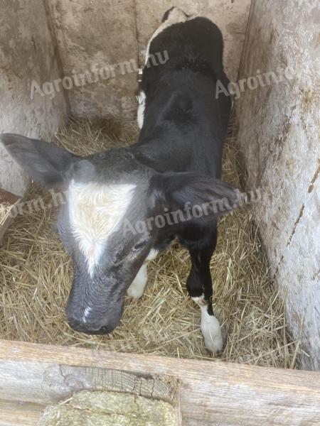 Holstein friz bika borjú
