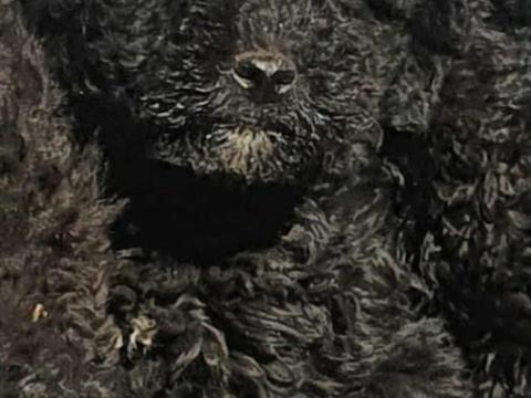 Puli fajtajellegű kölykök várják gazdijukat Puli fajtajellegű kölykök várják gazdijukat