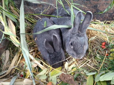Színes törpenyúl baknyúl eladó Színes törpenyúl baknyúl eladó