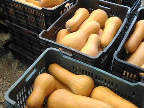Takarmány sütőtök eladó Takarmány sütőtök eladó