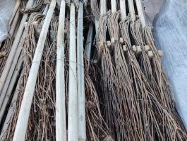 Fagyal vesszőseprű Eladó