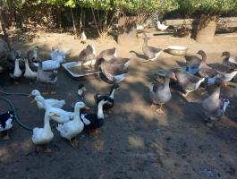 Szürke máj liba és mulard kacsa eladó