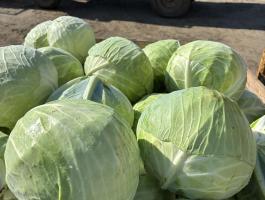 Eladó friss fejes káposzta, igény szerint gyalulva is