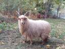 Racka jerke eladó